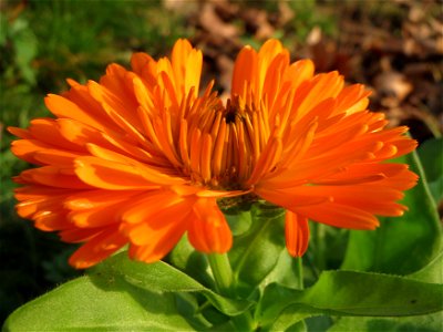Ringelblume (Calendula officinalis) an der Saar in Saarbrücken