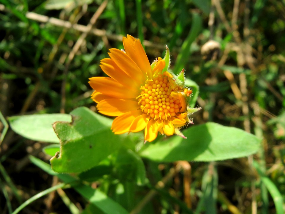 Verwilderte Ringelblume (Calendula officinalis) bei Reilingen