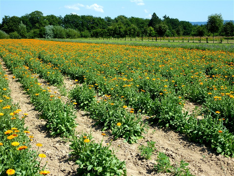 Calendula-Feld im Weleda-Heilpflanzengarten Schwäbisch Gmünd