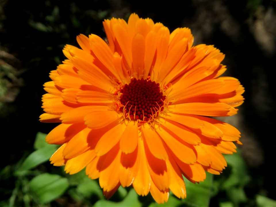 Ringelblume Calendula