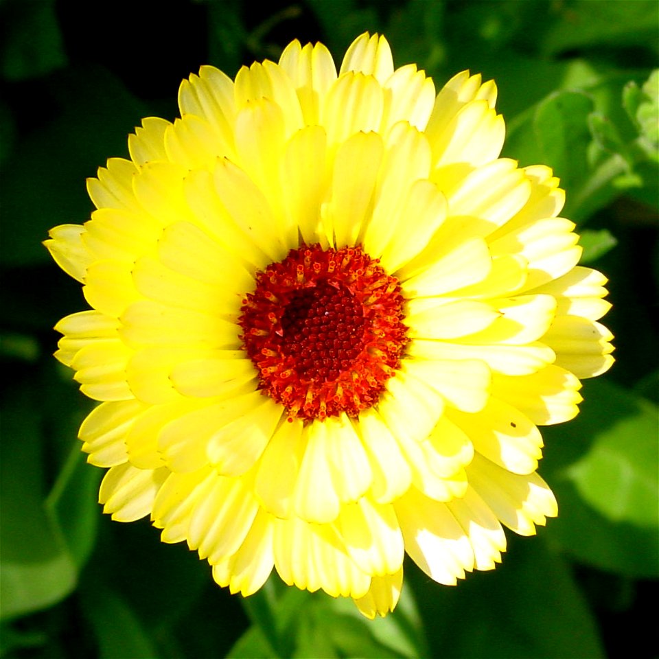 Flower of calendula