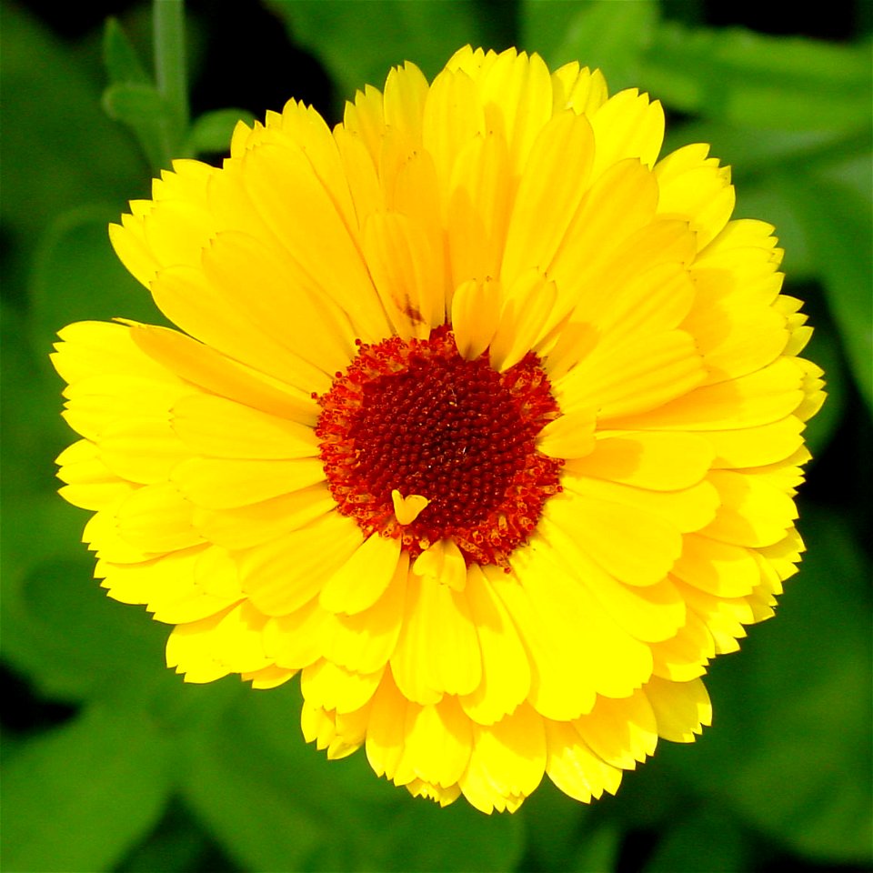 Flower of calendula
