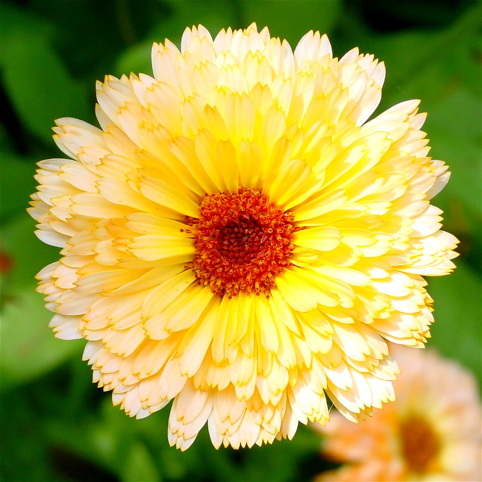 Flower of calendula