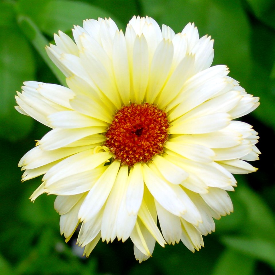 Flower of calendula