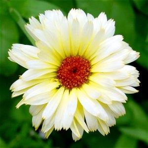 Flower of calendula photo