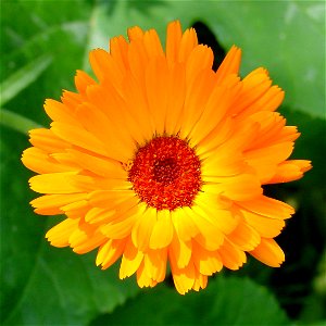 Flower of calendula photo