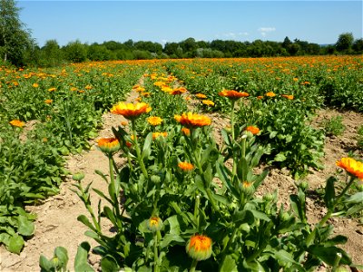 Calendula-Feld im Weleda-Heilgarten Schwäbisch Gmünd