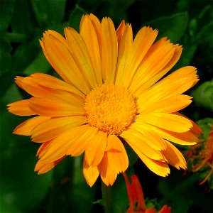 Flower of calendula photo