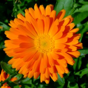Flower of calendula photo