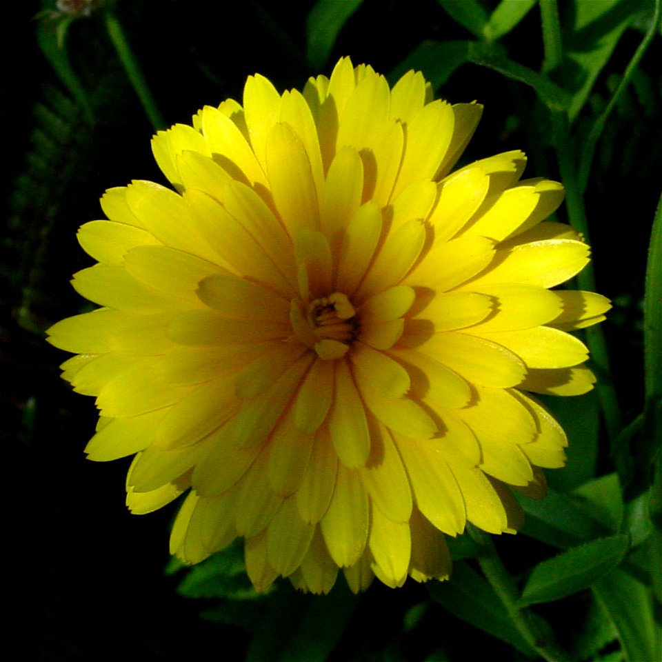 Flower of calendula