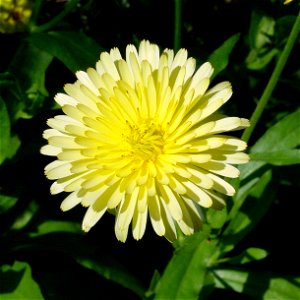 Flower of calendula photo