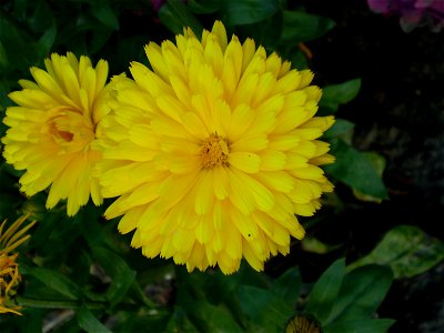 Різновид квітки нагідок. photo