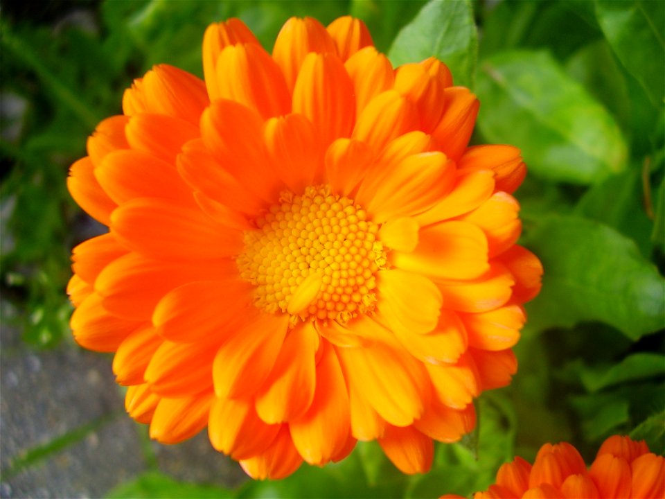 Calendula officinalis flower