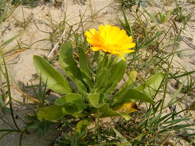 Calendula officinalis photo