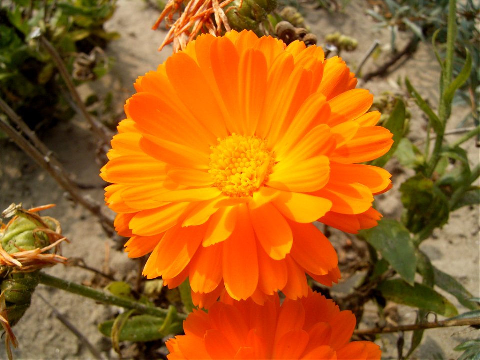 Calendula officinalis