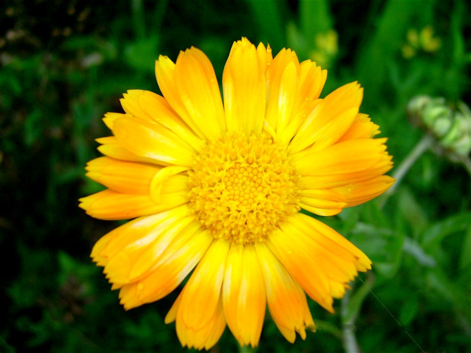 Inflorescence of: Calendula officinalis (pot marigold)