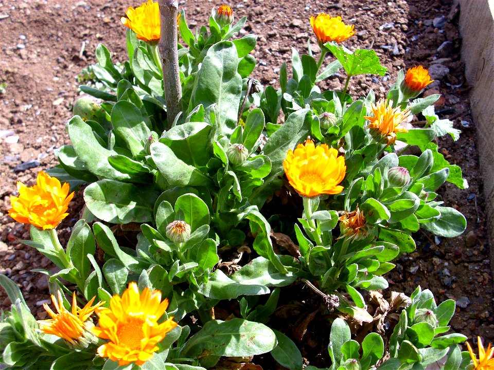 Calendula officinalis close up, Dehesa Boyal de Puertollano, Spain