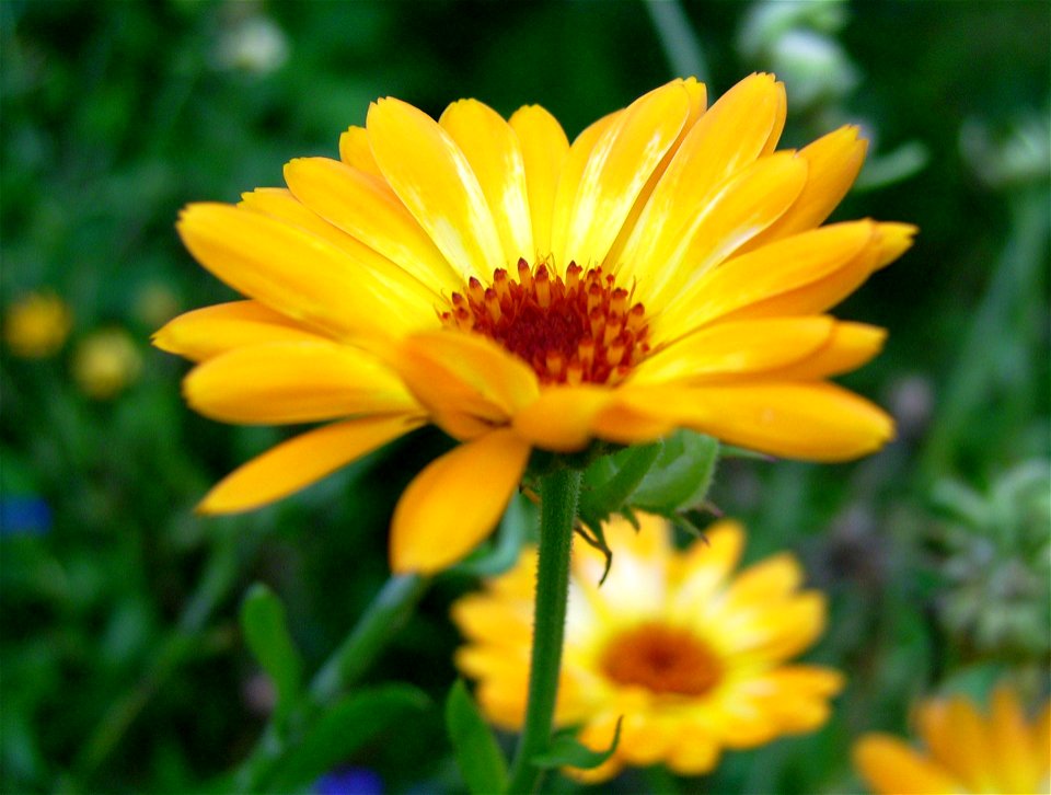 Inflorescence of: Calendula officinalis (pot marigold)