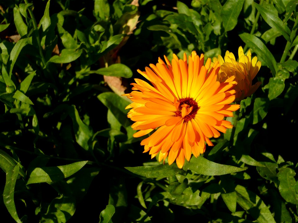 hollyhock Calendula sp. (Asteraceae)