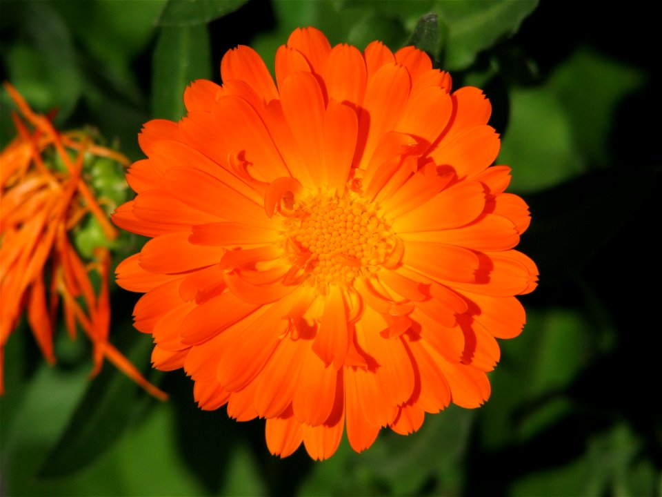 Pot marigold in Brno - Bystrc