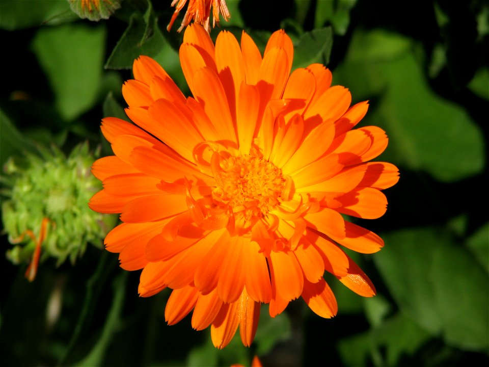 Pot marigold in Brno - Bystrc