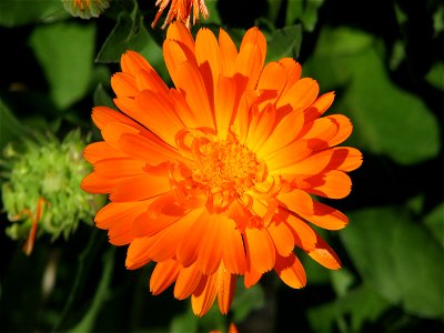 Pot marigold in Brno - Bystrc