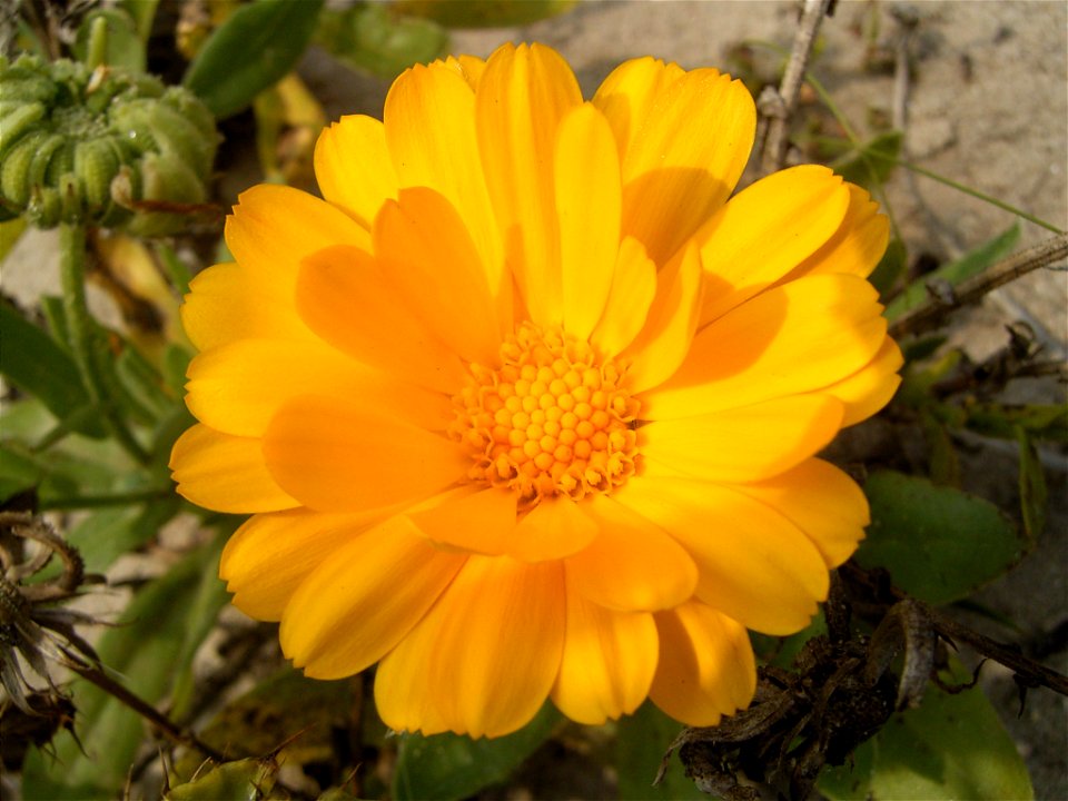 Calendula officinalis
