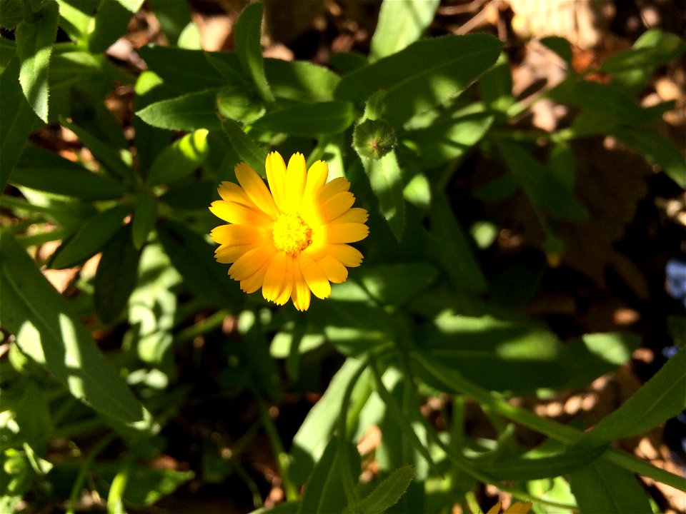 カレンデュラ [Calendula officinalis]