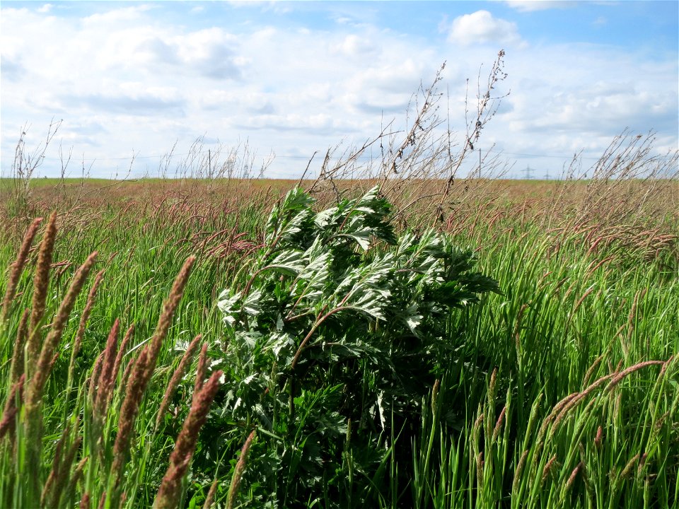 Beifuß (Artemisia vulgaris) im Landschaftsschutzgebiet Hockenheimer Rheinbogen