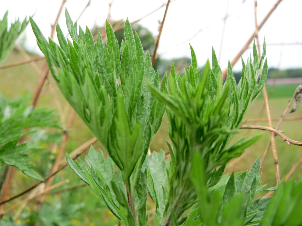 Beifuß (Artemisia vulgaris) im Naturschutzgebiet „Oftersheimer Dünen“ (Teilgebiet „Am Golfplatz“), Oftersheim