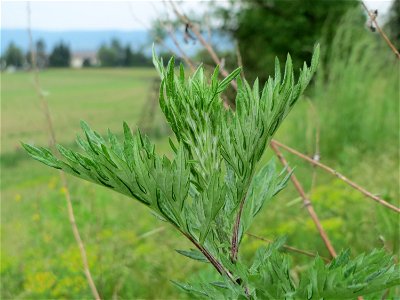 Beifuß (Artemisia vulgaris) im Naturschutzgebiet „Oftersheimer Dünen“ (Teilgebiet „Am Golfplatz“), Oftersheim