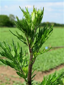 Beifuß (Artemisia vulgaris) bei Reilingen
