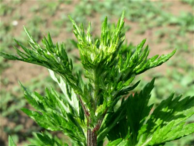 Beifuß (Artemisia vulgaris) bei Reilingen photo