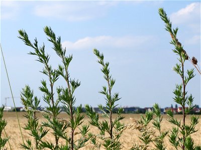 Beifuß (Artemisia vulgaris) bei Reilingen photo