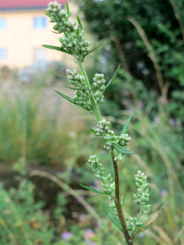 Beifuß (Artemisia vulgaris) am Bahnhof Wiesental
