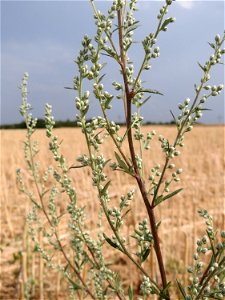 Beifuß (Artemisia vulgaris) bei Wiesbaden-Nordenstadt