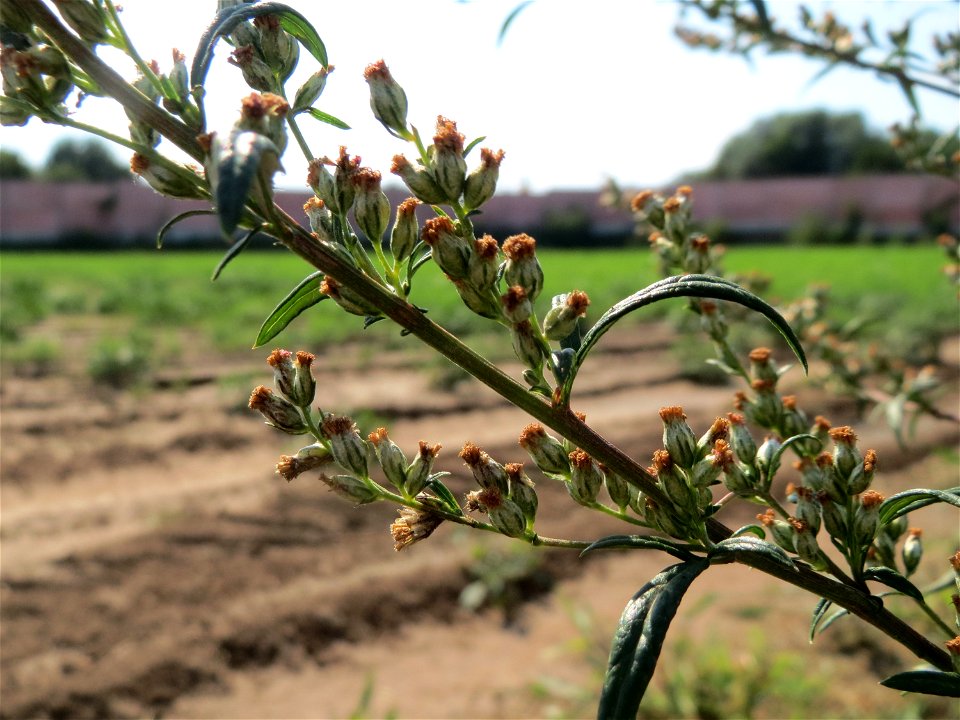 Beifuß (Artemisia vulgaris) in Hockenheim