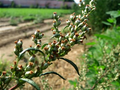 Beifuß (Artemisia vulgaris) in Hockenheim