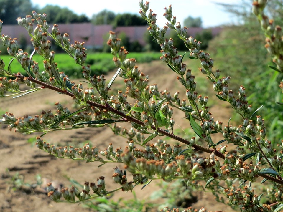 Beifuß (Artemisia vulgaris) in Hockenheim