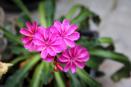 Succulent pink flowers flowering