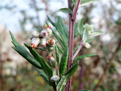 Beifuß (Artemisia vulgaris) in Hockenheim-Talhaus