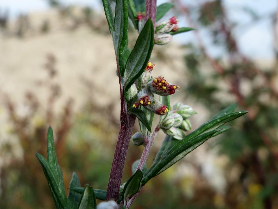 Beifuß (Artemisia vulgaris) in Hockenheim-Talhaus