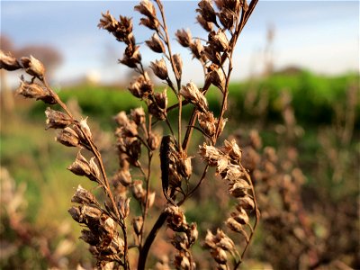 Beifuß (Artemisia vulgaris) in Hockenheim