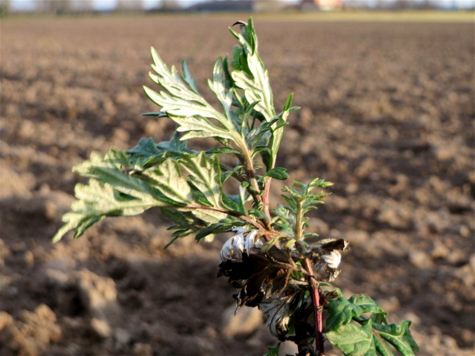 Beifuß (Artemisia vulgaris) bei Hockenheim