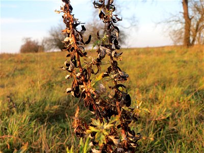 Beifuß (Artemisia vulgaris) bei Hockenheim photo
