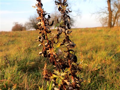 Beifuß (Artemisia vulgaris) bei Hockenheim