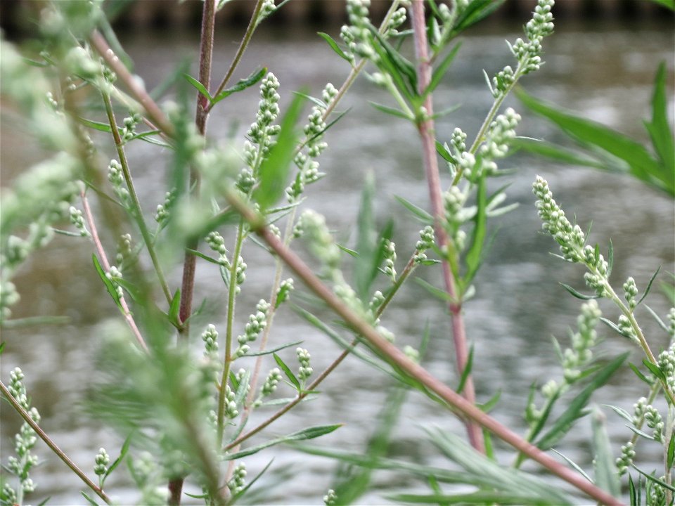 Beifuß (Artemisia vulgaris) am Staden in Saarbrücken