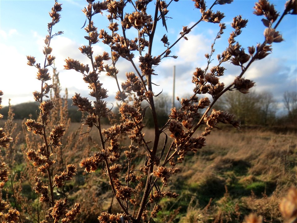 Beifuß (Artemisia vulgaris) im Naturschutzgebiet "St. Arnualer Wiesen"
