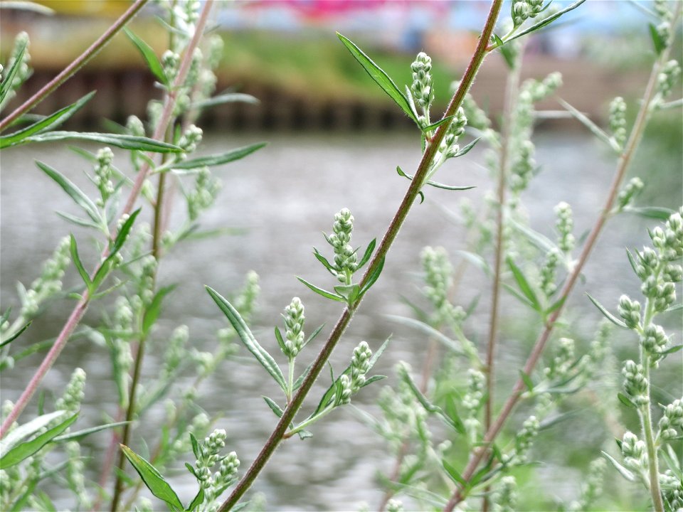 Beifuß (Artemisia vulgaris) am Staden in Saarbrücken