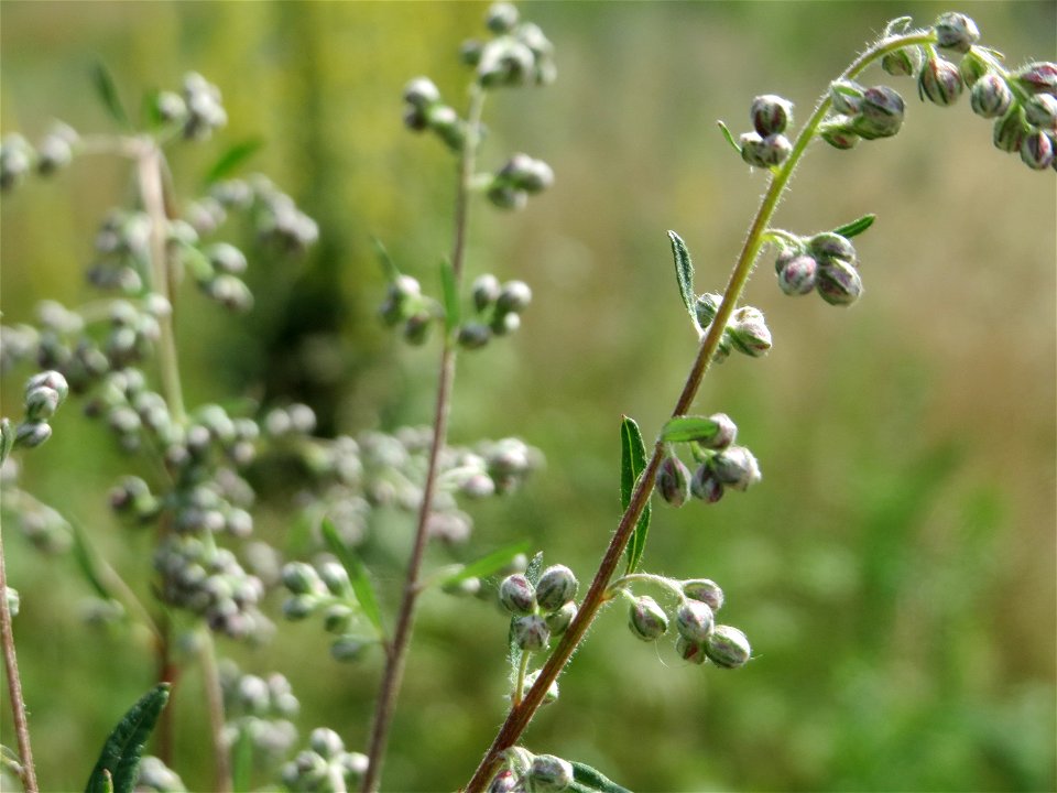 Beifuß (Artemisia vulgaris) in Hockenheim
